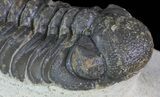 Bargain, Austerops Trilobite - Morocco #66352-4